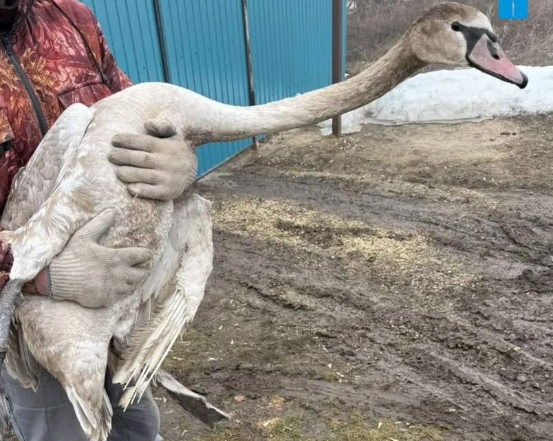 Саратовские ветеринары вправили крыло лебедю, найденному у детсада Саратовские ветеринары вправили крыло лебедю, найденному у детсада